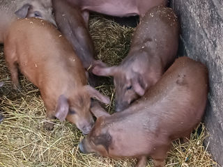 Purcei duroc foto 2