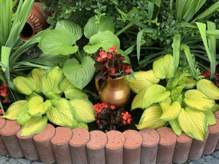 Vand diverse plante foto 5