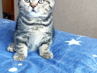 Scottish fold foto 4