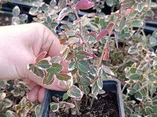 Euonymus (Бересклет вариегатный) foto 3