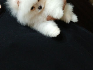 Подари себе счастье!Mini toi Spitz's Pomeranian foto 3