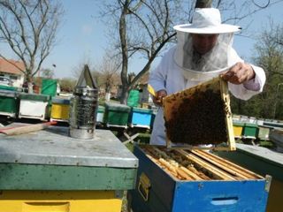 Пчелосемьи недорого