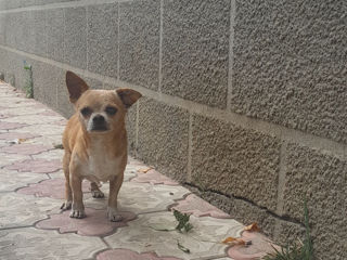 Chihuahua