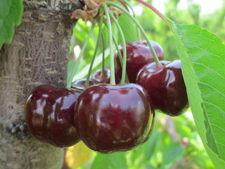 Pomi fructiferi Stanley foto 3