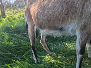 Vind Capre foto 4