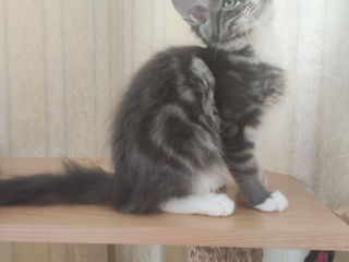 Main coon foto 5