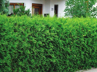 Thuja Brabant foto 8