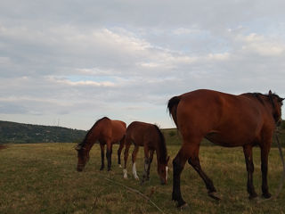 Iapa frumoasa de vinzare foto 2