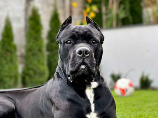 Cane Corso Monta (Вязка)