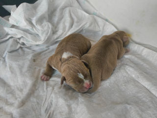 American Bully foto 3