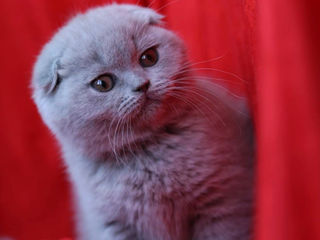 Motan scottish fold,invita la monta!Клубный кот,с регалиями - приглашает на вязку! foto 9