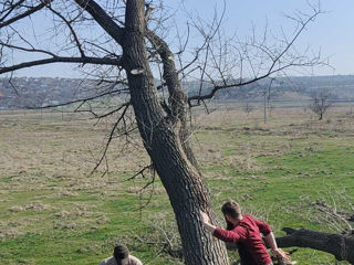Curățarea copacilor de crengi uscate! foto 13