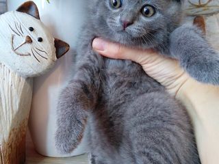 Scottish fold кошечка 2,5 месяцев foto 8