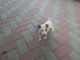 Jack Russell foto 2