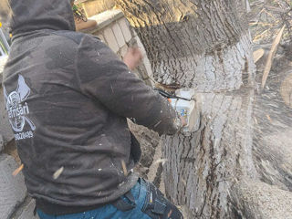 Servicii de defrișări copaci! foto 5