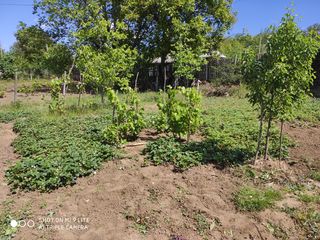 Curat la vila. Gradina si amenajarea фото 0