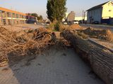 Toaletare arbori in medii urbane si in locuri greu accesibile foto 2