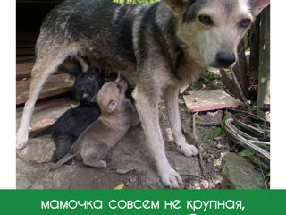 Щенки foto 6