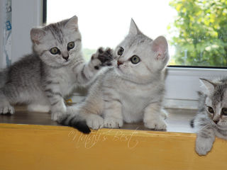 Клубные Британские котята . foto 6