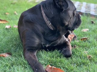 Cane Corso foto 4