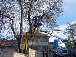 Curățarea copacilor de crengi uscate sau periculoase! Orice înălțime! foto 5