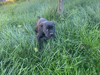 Cane Corso 2,5 luni foto 3