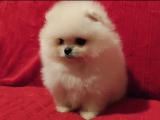 Подарок любимым! mini spitz pomeranian toy foto 8