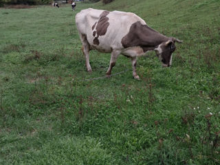 Vaca foto 7