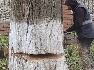Oferim servicii de curatare a copacilor! Calitativ! foto 7