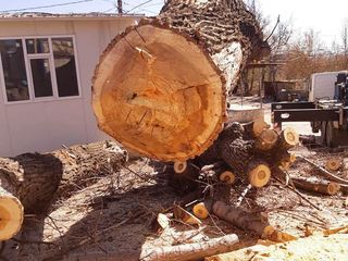 Удаление аварийного дерева, валка по частям. foto 6