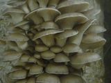 Продам мешки грибов вешенки , белые , готовы к плодонашению. foto 4