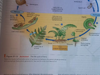 Biologie, manual gros in engleza. Срочно. Urgent. Buiucani sau centru foto 3