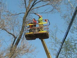 Defrișarea, curățarea și tăierea copacilor  avariați foto 8