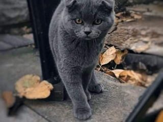 Scottish fold - Scottish straight