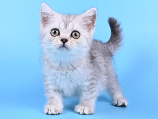 Pisoii british shorthair  -британские котята foto 3
