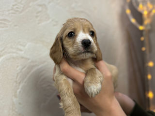 Câine de rasă , cocker spaniel foto 4