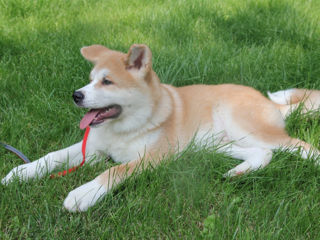 Akita inu - mascul / Акита ину - мальчик  фото 0
