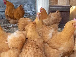 орпинктон   , куры ,цыплята, яйца. foto 2