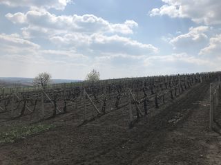 Cruzești/teren agricol / construcție foto 9