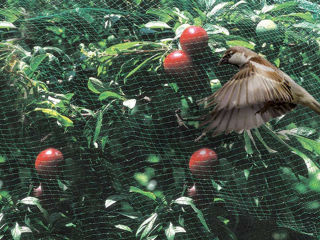 Plasa de protectie contra pasarilor din Italia foto 2