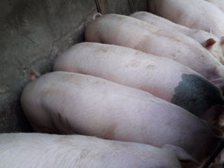 Porci Bio foto 5