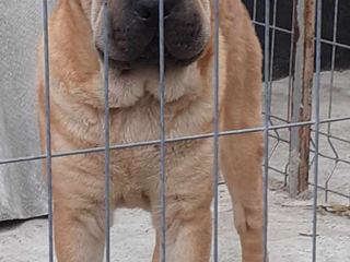 Shar pei American fetița și băiat foto 3