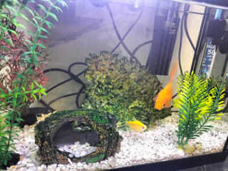 Acvarium cu pesti foto 1
