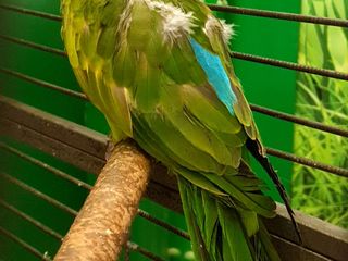 Доставка - Продам - краснокрылый попугай, птенец foto 2
