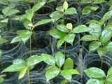 Семена Гуанабаны (Гравиолы) foto 3