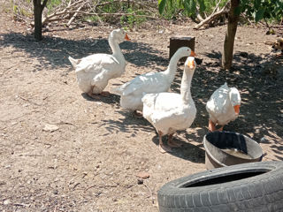 Gîscă Holmogor, familie de giște Mamut. foto 9