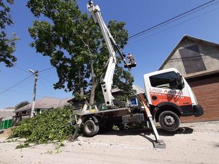 Tăierea copacilor înclinați sau deteriorați- cu masini si echipamente speciale .Calitatea garantată