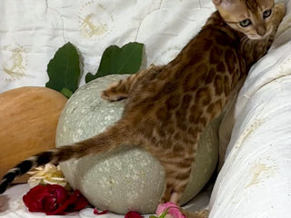 Bengal kittens. foto 8