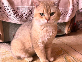 Котик Scottish Straight Golden  Shinchilla