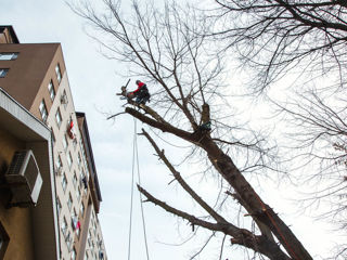 Alipenist.Arborist.Taierea copacilor in spatii închise.Defrișarea, curățarea și tăierea copacilor foto 3